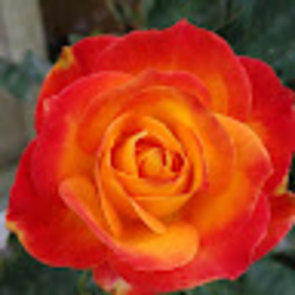 Meet your Posher, Reed - Picture 1 of 1